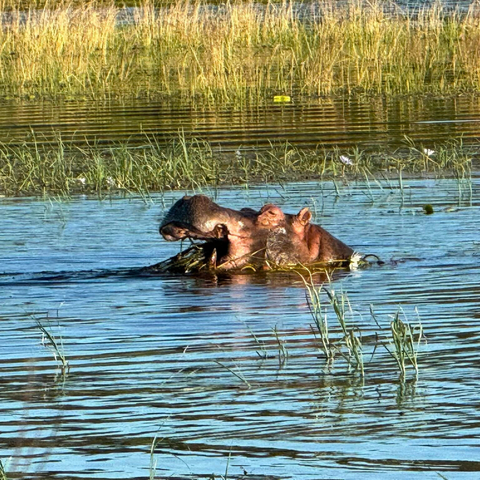 620 pixels placeholder image